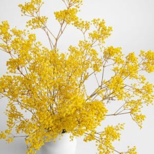 paniculata (gypsophila) de color. Una creación de Kihana Flores preservadas. Color amarilllo