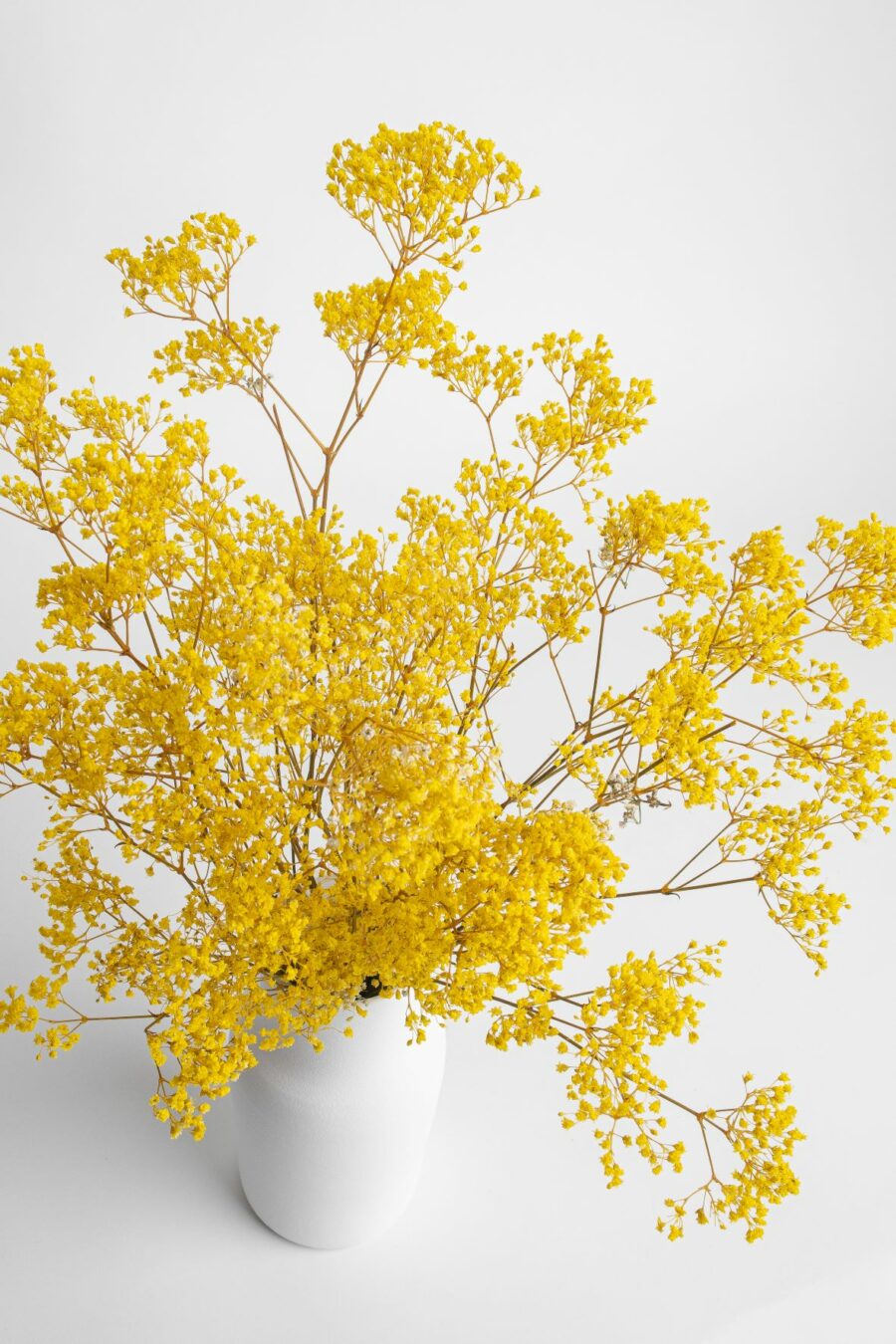 paniculata (gypsophila) de color. Una creación de Kihana Flores preservadas. Color amarilllo