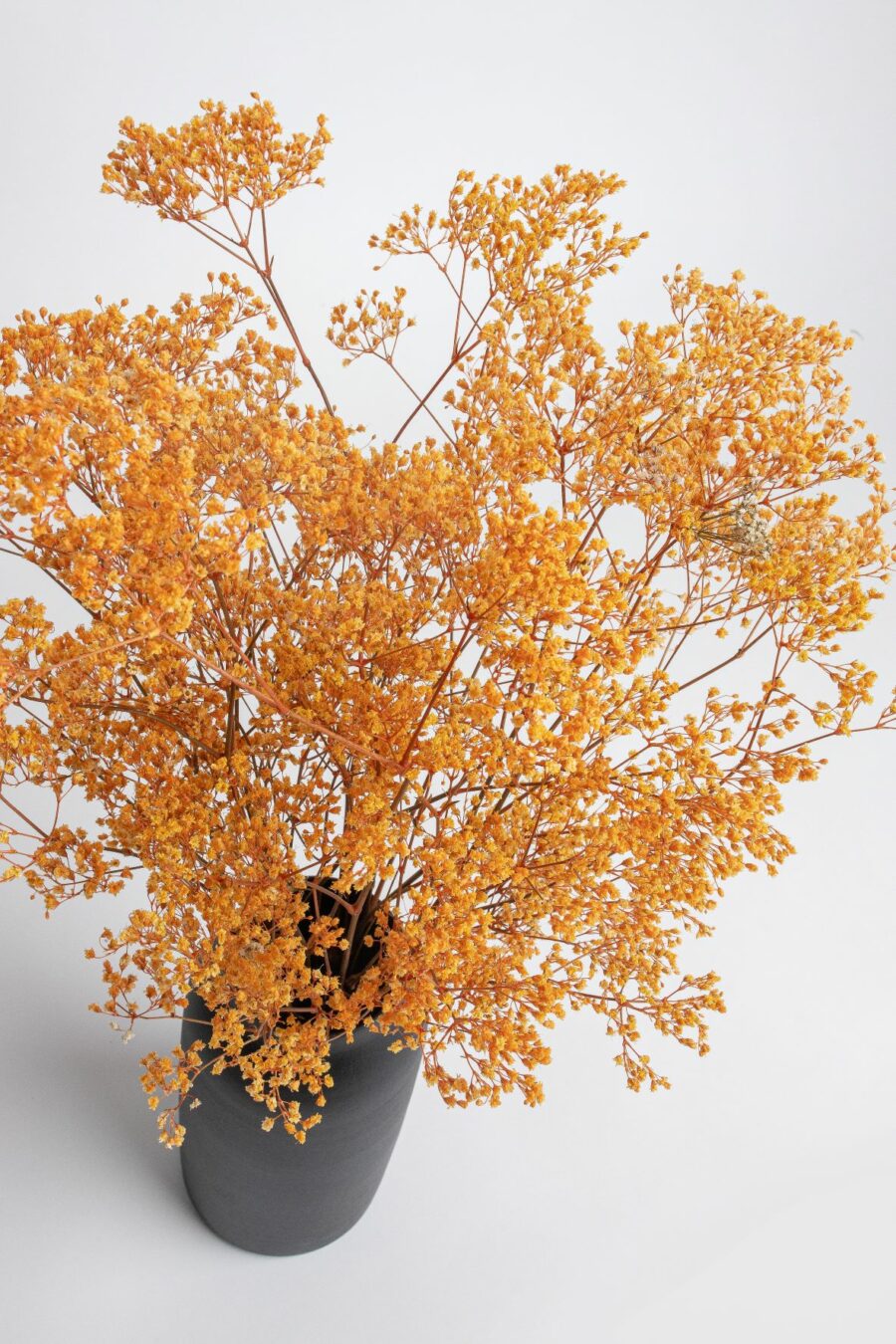 paniculata (gypsophila) de color. Una creación de Kihana Flores preservadas