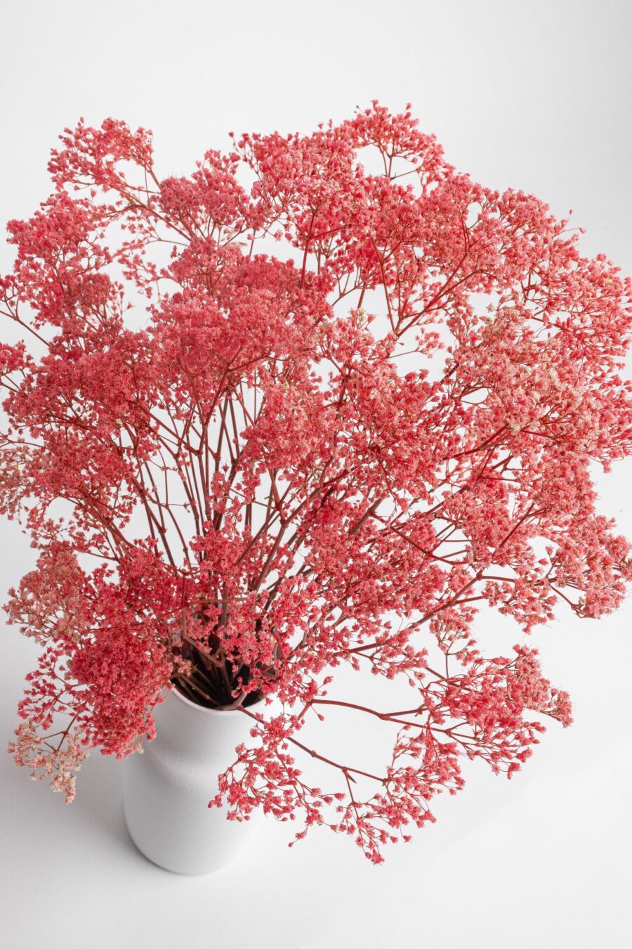 paniculata (gypsophila) de color rojo